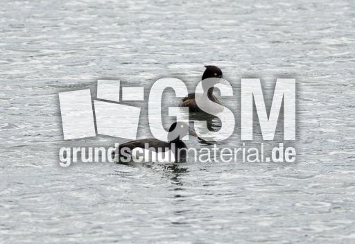 Reiherente (5 von 12).jpg